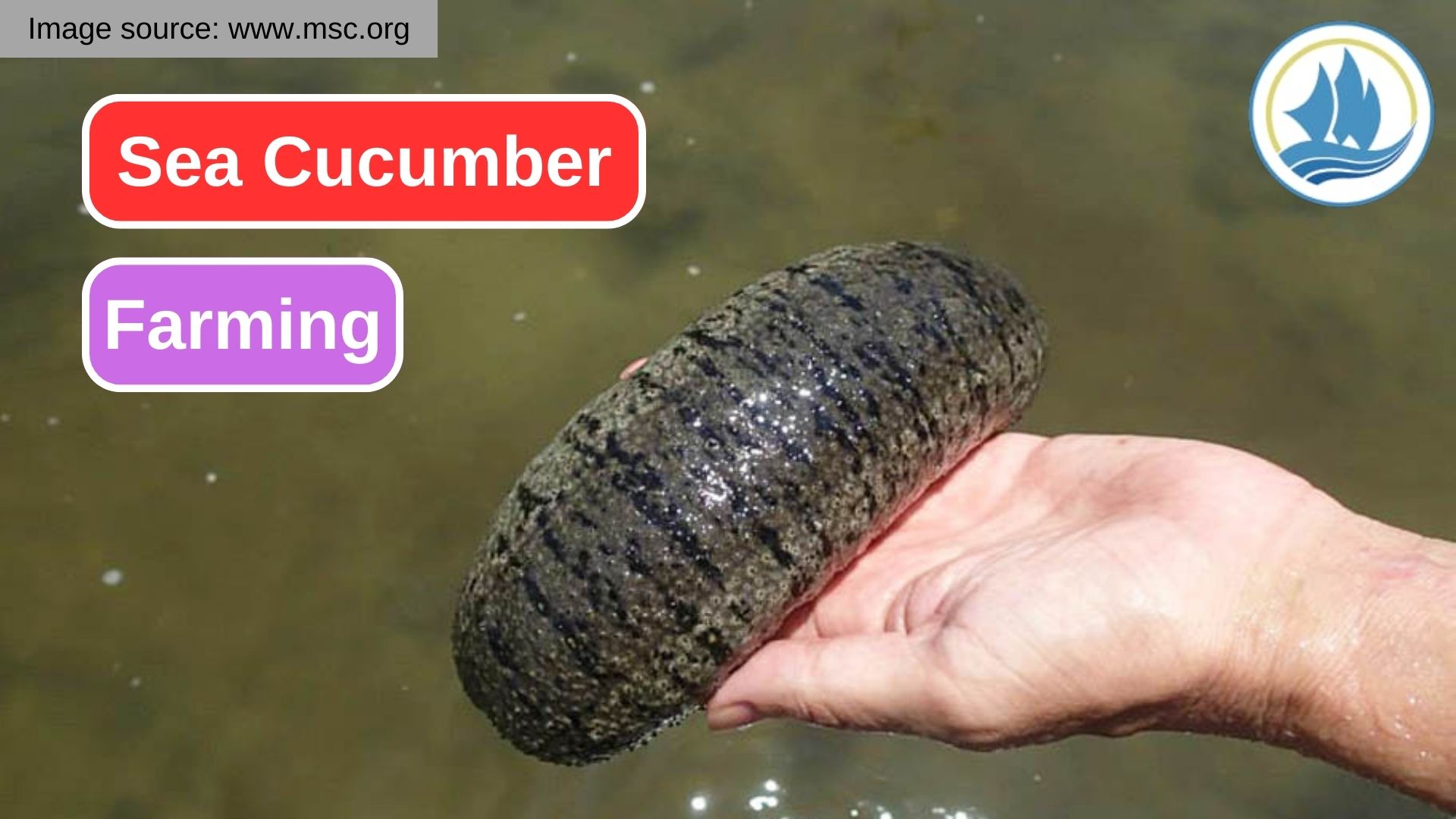 Challenges and Opportunities in Sea Cucumber Farming